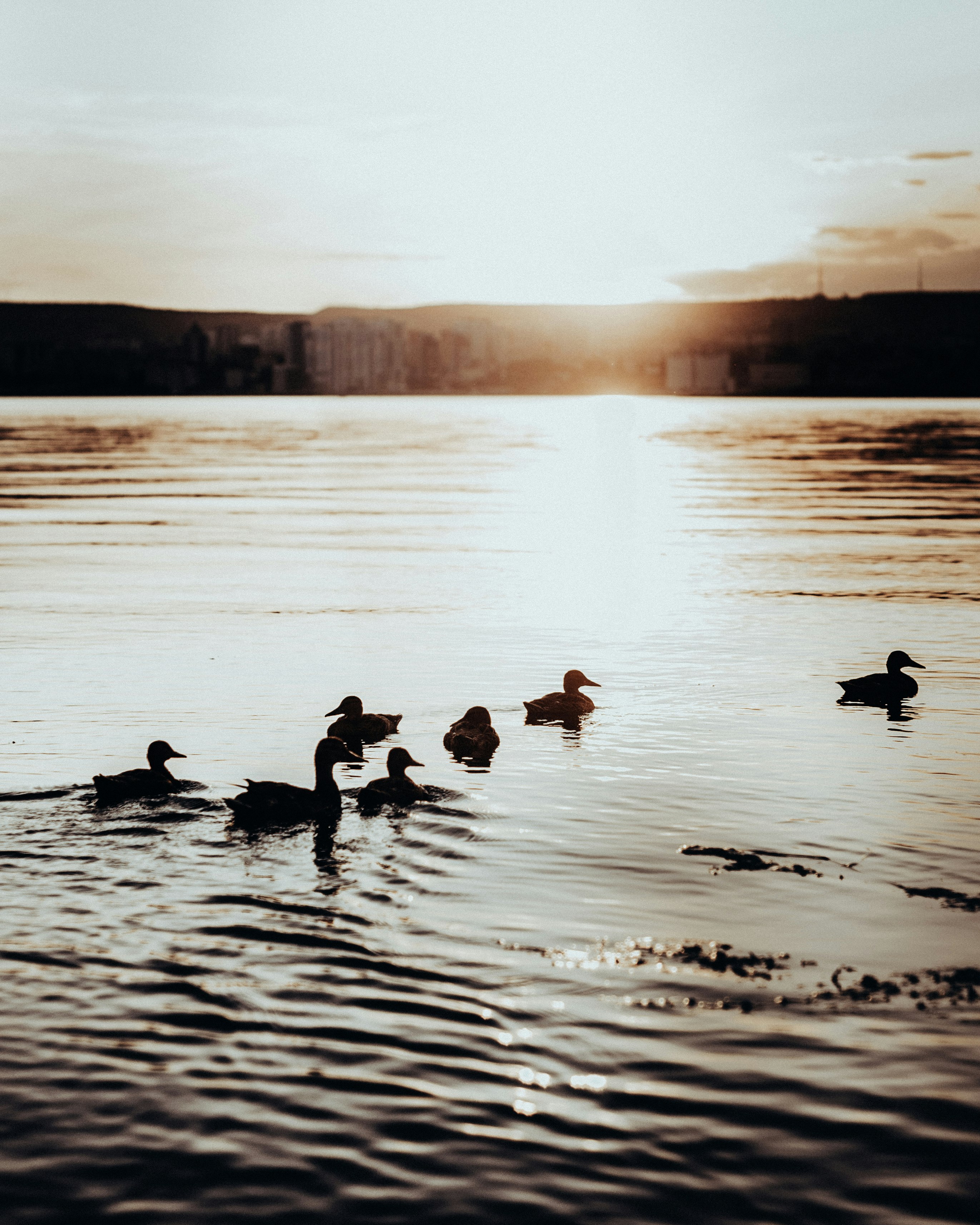 silhouette of birds on body of water during daytime